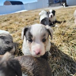 Cardigan Welsh Corgi Puppies from Star N Cardigan Corgis