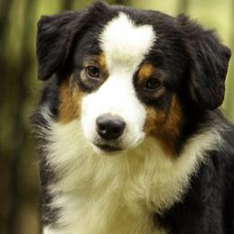 Wednesday - Toy Australian Shepherd