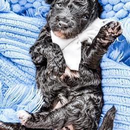 Rummi - Black and white male Bernedoodle puppy in Otisville, Michigan from Danie’s Darling Doodles LLC