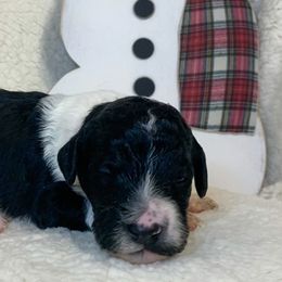 Girl 4 - Goldendoodle puppy in Almo, Kentucky from Elm Grove Doodles