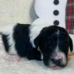 Girl 4 - Goldendoodle puppy in Almo, Kentucky from Elm Grove Doodles