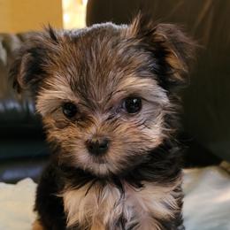 Maltese and Morkie Puppies from K and E Small Breed Puppies