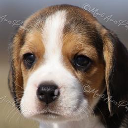 AKC 'Razzy' - Black tan and white female Beagle puppy in Lamar, Missouri from Marti Acres ~ Boston Terrier & Beagles