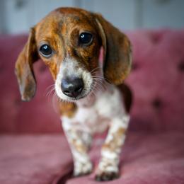 Matilda - Piebald female Dachshund puppy in Temecula, California from Naomi Magee's Dachshund Kennel