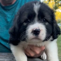 Red Girl - Sable female Caucasian Shepherd Dog puppy in Twining, Michigan from Royal Caucasian Shepherds ®