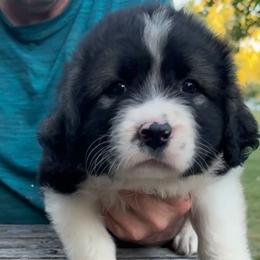 Red Girl - Sable female Caucasian Shepherd Dog puppy in Twining, Michigan from Royal Caucasian Shepherds ®