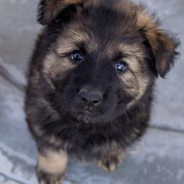 German Shepherd Puppies from Journey's German Shepherds (Kennel Vom Himmel)