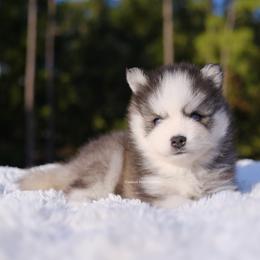 Bishop - Black and white male Pomsky puppy in Loxahatchee, Florida from Cardinal Point Pomskies
