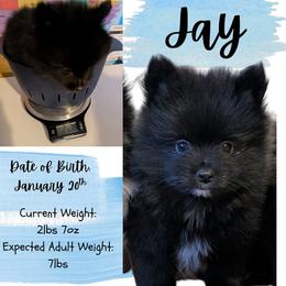 Jay - Black male Pomeranian puppy in Danielsville, Georgia from PassionatePomPoms