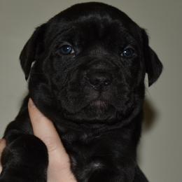 Purple - Black female Cane Corso puppy in Sault Ste Marie, Michigan from Willow Creek Cane Corsos