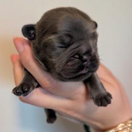 Livia AKA Livi - Blue female French Bulldog puppy in Porter, Texas from Whatabulldog