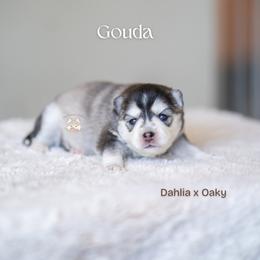 Gouda - Silver and white female Pomsky puppy in San Mateo, California from The Pomsky Garden