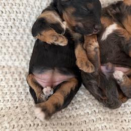 Female - Phantom female Bernedoodle puppy in Modesto, California from Central Valley Canine Companions