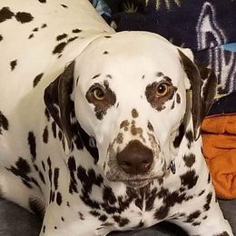 Liv - Dalmatian