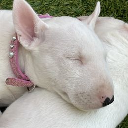 Miniature Bull Terrier Puppies from Tonka Miniature Bull Terriers