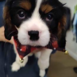 Lloyd - Tri-color male Cavalier King Charles Spaniel puppy in Belding, Michigan from Miller Cavs and Pyrs