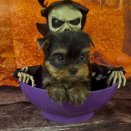 Boy 3 - Black and tan male Yorkshire Terrier puppy in New Hampton, Iowa from JMAK Dreams