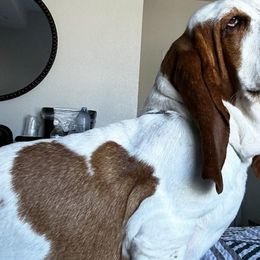 Meesha - Basset Hound