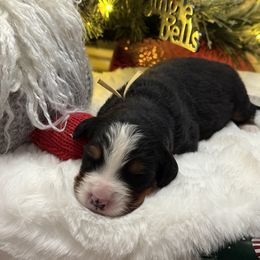 Pumpkin Pie - Tri-color female Bernese Mountain Dog puppy in Gardner, Kansas from Faith and Family Farm