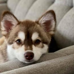 Pomskies from Sonoran Pomskies