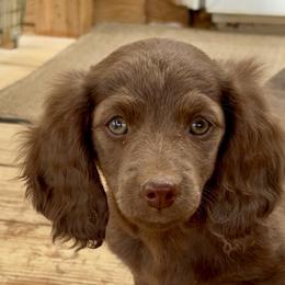 AKC - Chocolate girl - Chocolate and cream female Dachshund puppy in Lubbock, Texas from It’s a Hot Mess