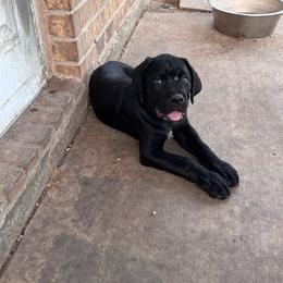 Yellow Collar - Black male Cane Corso puppy in Princeton, Texas from Guardians of Arcadia Cane Corso