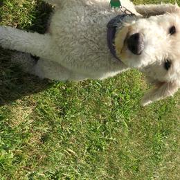 Stella  - Aussiedoodle