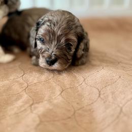 Rocky - Merle male Cavapoo puppy in Virginia Beach, Virginia from Son Kissed Puppy Co