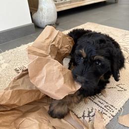 Bernedoodle puppies from Treasure Valley Dogs