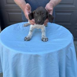 Male 4 - Liver and white male German Shorthaired Pointer puppy in Nampa, Idaho from Heart Mountain Cavaliers & Floating Feathers Kennel