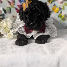 Goldendoodle and Shihpoo Puppies from Bellady's Shihpoos