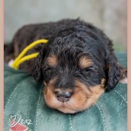 Bali - Black female Cockapoo puppy in Connersville, Indiana from Deaz Doodle Ranch