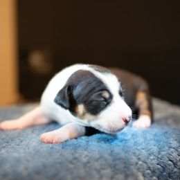 Rat Terriers from Rat Terriers of San Diego