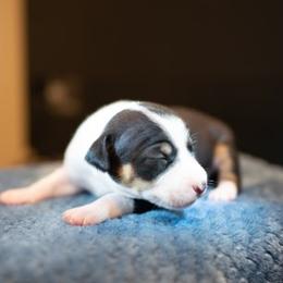 Rat Terriers from Rat Terriers of San Diego