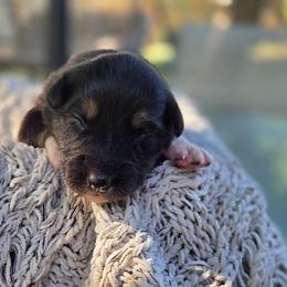 Salem - Black tri-color female Australian Shepherd puppy in Salem, Oregon from Steady Aim Aussies