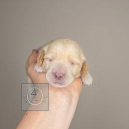 Spur - CKC Registered :: Dark Blue - Cream male Dachshund puppy in Erick, Oklahoma from 4-L Backyard Dach