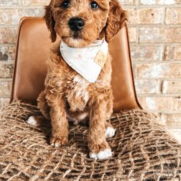 Goldendoodle Puppies from The Doting Doodle