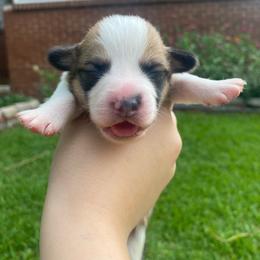 Male 2 - Sable male Pembroke Welsh Corgi puppy in Hueytown, Alabama from AAA Corgis