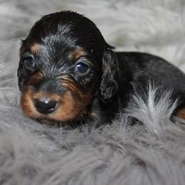 Girl 3 - Black and tan female Dachshund puppy in Craig, Colorado from Rocky Mountain Shih Tzus and Dry Creek Miniature Dachshunds