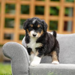 Dolly - Black tri-color female Aussiedoodle puppy in Spokane, Washington from Lilac City Doodles
