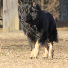 Bear - German Shepherd