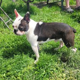 Oddball - Boston Terrier