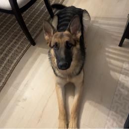 Murphy - Black and tan female German Shepherd puppy in Pahrump, Nevada from Wachhund Kennels