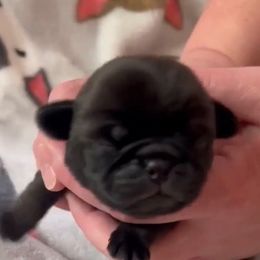 Mr. Blue - Black Pug puppy in Morgantown, West Virginia from Groovy Pugs
