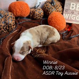 Winnie - Red merle female Toy Australian Shepherd puppy in Kenedy, Texas from C&W Signature Canine Co.
