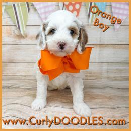 Orange Boy - Parti male Goldendoodle puppy in Taneytown, Maryland from Curlydoodles