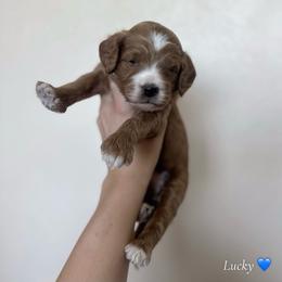Lucky - Red  male Goldendoodle puppy in Crothersville, Indiana from Wischmeier’s Doodles