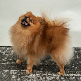 Biscuit - Pomeranian