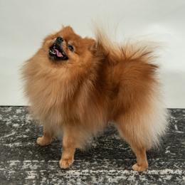 Biscuit - Pomeranian