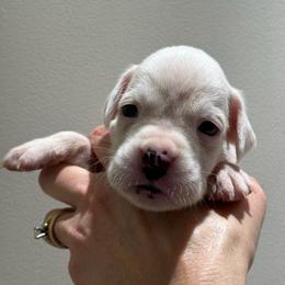 Liberty - White female Boxer puppy in Jamesville, New York from Reynolds Homestead Boxers